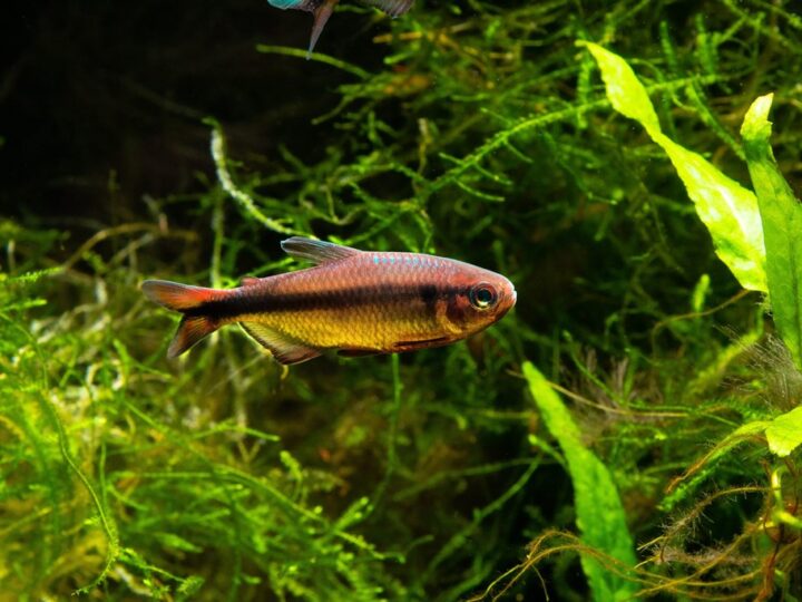 Tetra Arco-íris, Rainbow tetra (Hyphessobrycon melanostichos) | Ficha técnica