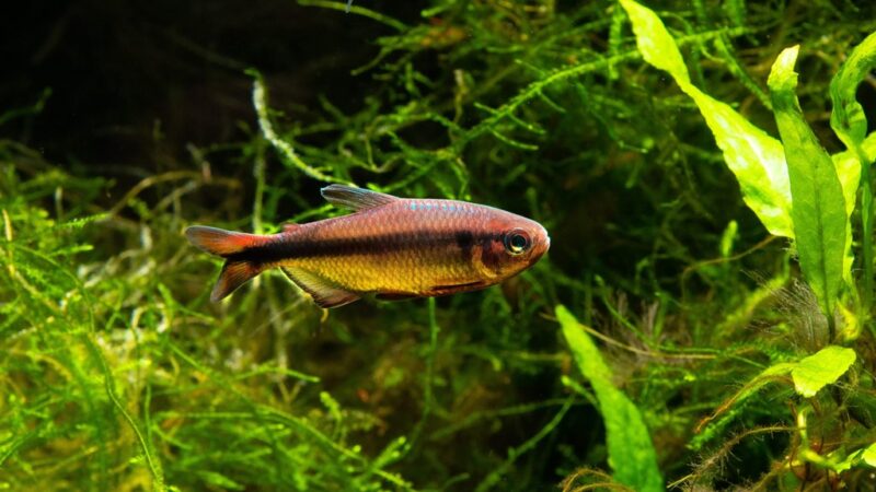 Tetra Arco-íris, Rainbow tetra (Hyphessobrycon melanostichos) | Ficha técnica