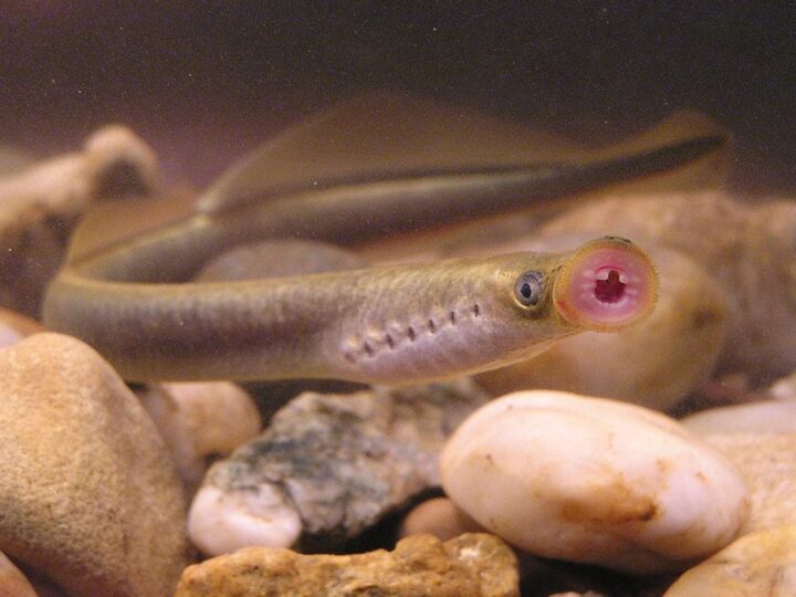 Lampreia de Riacho (Lampetra planeri) | Ficha técnica