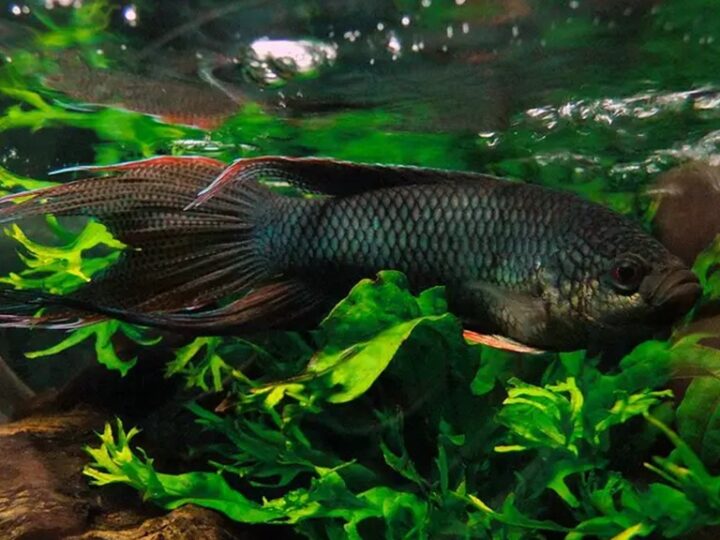 Peixe Paraíso de Dorso Vermelho (Macropodus erythropterus) | Ficha técnica