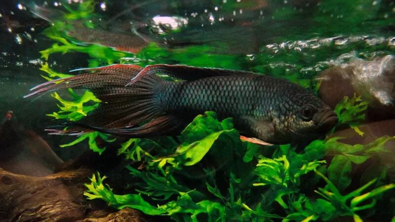 Peixe Paraíso de Dorso Vermelho (Macropodus erythropterus) | Ficha técnica