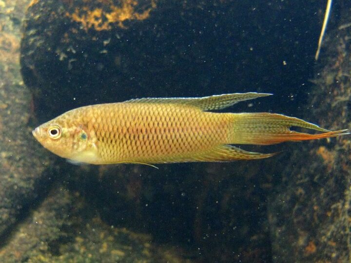 Peixe Paraíso de Hong Kong (Macropodus hongkongensis) | Ficha técnica