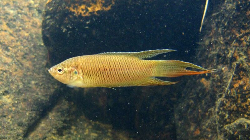Peixe Paraíso de Hong Kong (Macropodus hongkongensis) | Ficha técnica