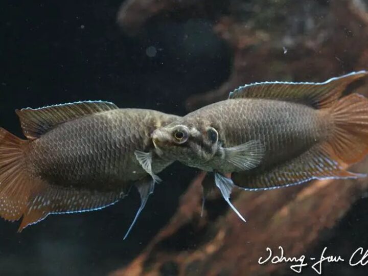 Peixe Paraíso Ocelado (Macropodus ocellatus) | Ficha técnica