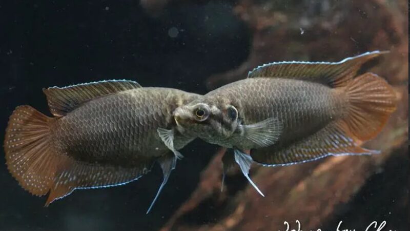 Peixe Paraíso Ocelado (Macropodus ocellatus) | Ficha técnica