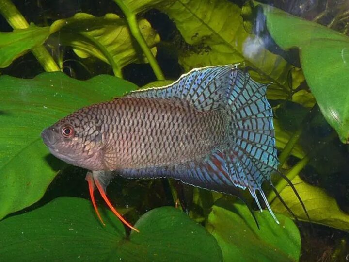 Peixe Paraíso Preto (Macropodus spechti) | Ficha técnica
