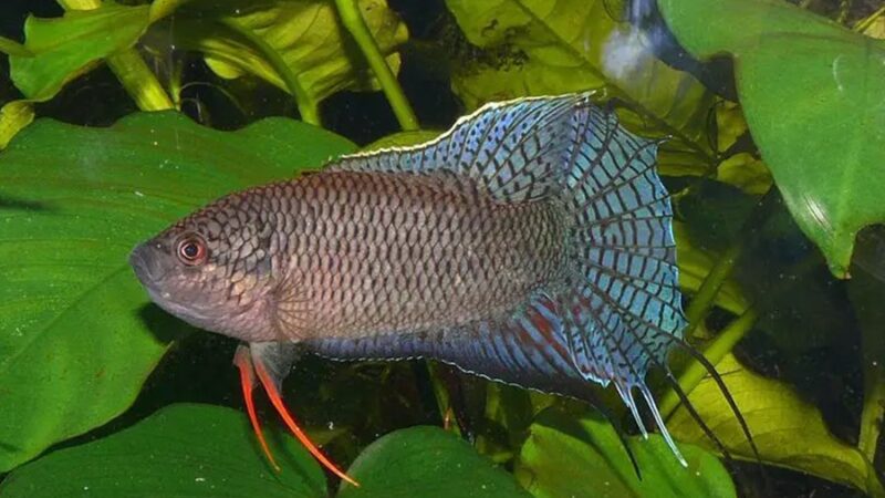 Peixe Paraíso Preto (Macropodus spechti) | Ficha técnica