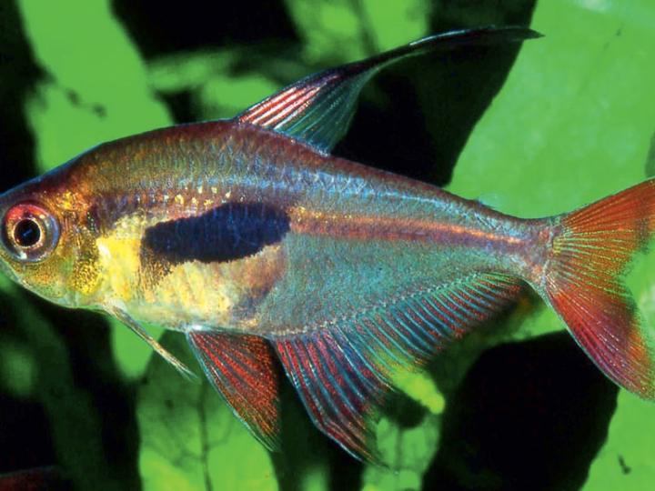 Crystalline rosy tetra (Megalamphodus epicharis)