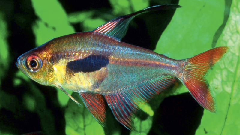 Crystalline rosy tetra (Megalamphodus epicharis)