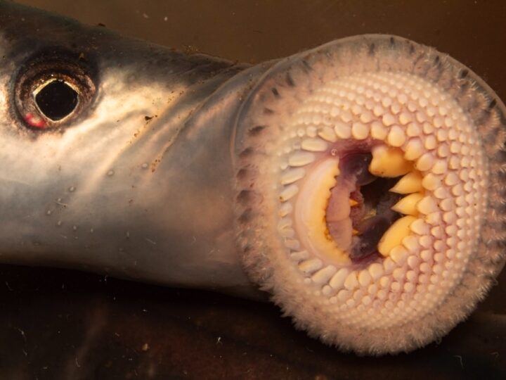 Lampreia de água doce, Chilean lamprey (Mordacia lapicida) | Ficha técnica
