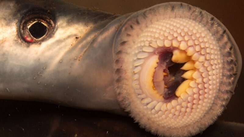 Lampreia de água doce, Chilean lamprey (Mordacia lapicida) | Ficha técnica