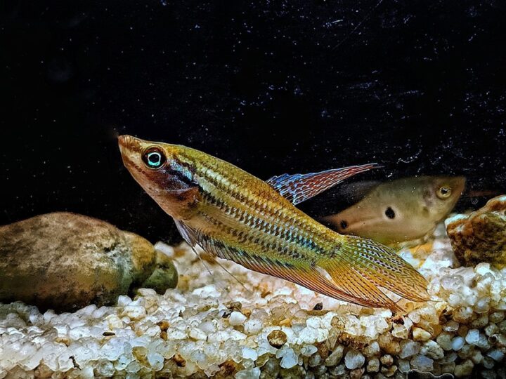 Gourami Coaxante (Trichopsis vittata) | Ficha técnica