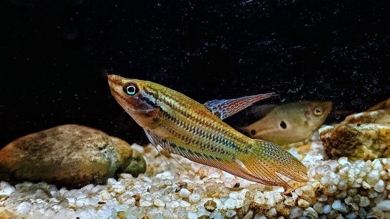 Gourami Coaxante (Trichopsis vittata) | Ficha técnica