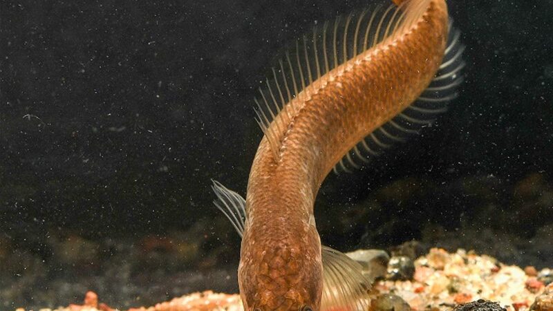 Snakehead Gollum (Aenigmachanna gollum) | Ficha técnica
