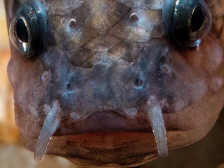 Snakehead Gollum (Aenigmachanna gollum) | Ficha técnica