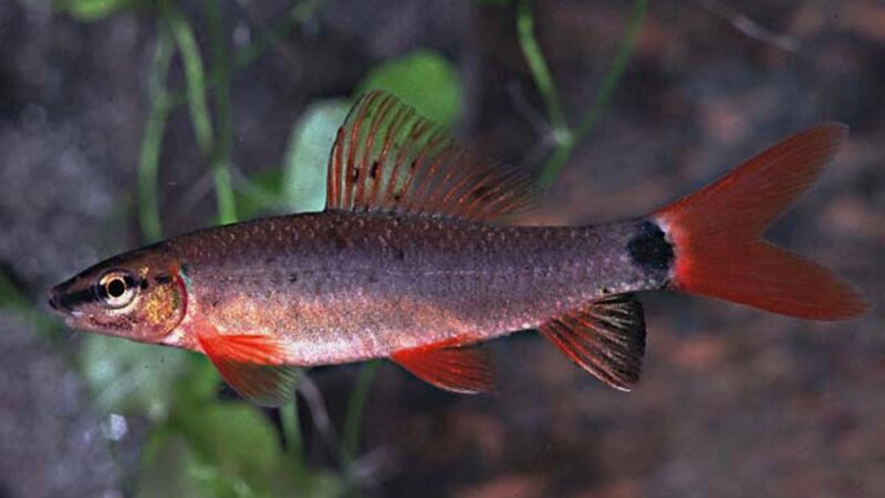 Labeo Munense, Redfin shark (Epalzeorhynchos munense) | Ficha técnica