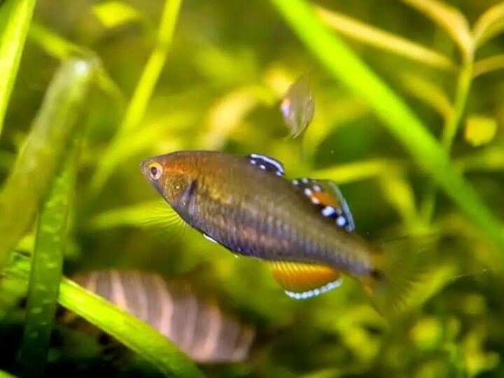 Gudgeon dourado (Hypseleotris leuciscus) | Ficha técnica