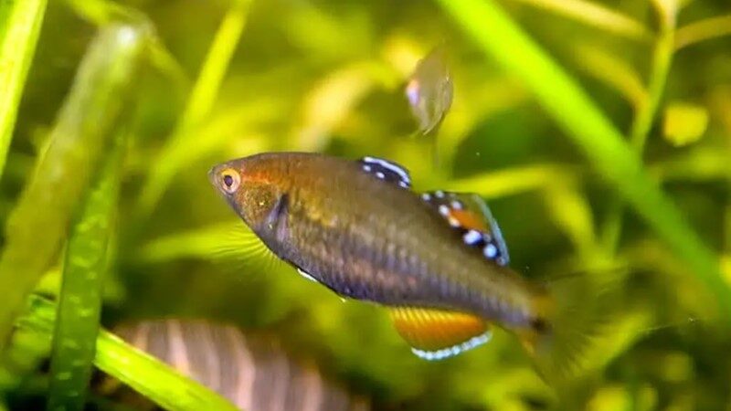 Gudgeon dourado (Hypseleotris leuciscus) | Ficha técnica