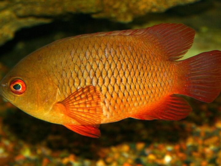 Catopra Dourada (Pristolepis rubripinnis) | Ficha técnica