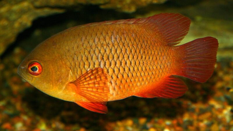 Catopra Dourada (Pristolepis rubripinnis) | Ficha técnica