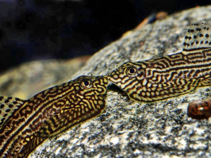 Mini Arraia (Sewellia lineolata) | Ficha técnica