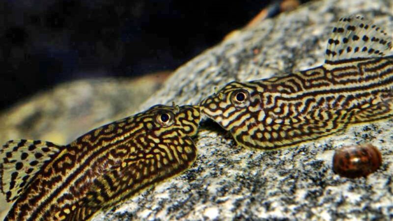 Mini Arraia (Sewellia lineolata) | Ficha técnica