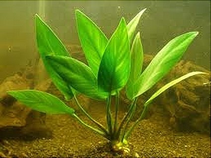 Anubias Hastifolia