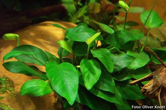 Anubias barteri var nana