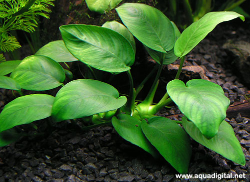 Anubias barteri var nana2