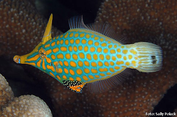 OxymonacanthusLongirostrisSP