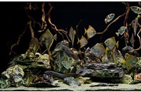 aqua-brackish
