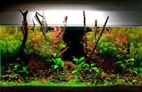 aqua-plantado