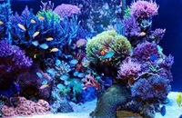 aqua-reef