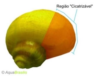 pomacea11