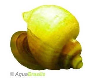 pomacea12