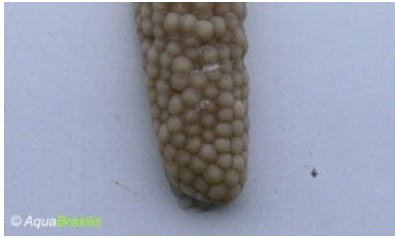 pomacea13