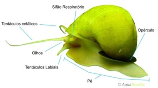 pomacea2