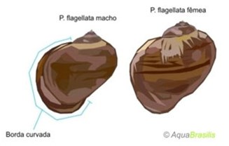 pomacea4