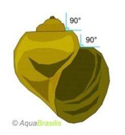 pomacea5