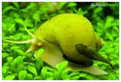 pomacea9